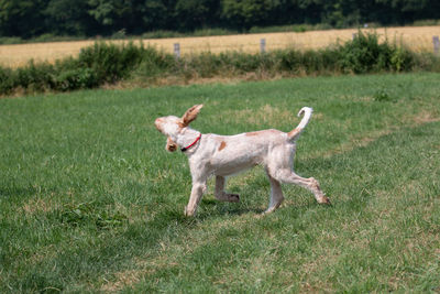 Dog running in grassy field