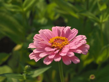 Close-up of pink flower