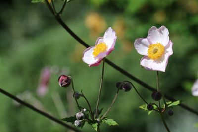 Close-up of pink flowers blooming in park