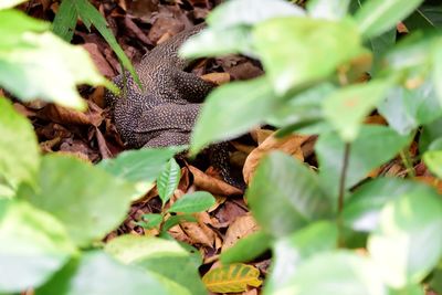 Close-up of butterfly on plant