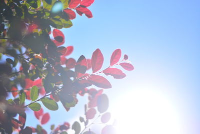 Low angle view of pink flowering plant against sky