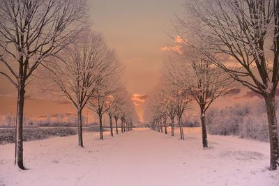 Bare trees on snow covered landscape