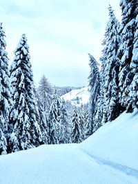 Snow covered pine trees against sky