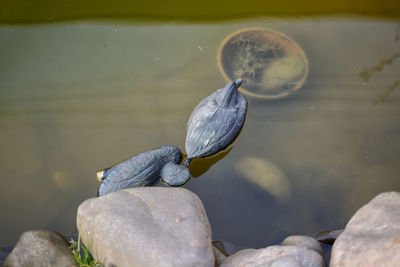 High angle view of bird perching on rock