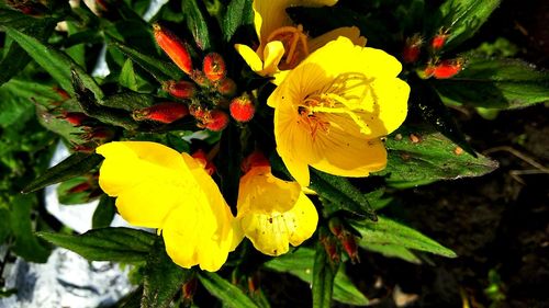 Close-up of yellow flowers blooming outdoors