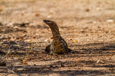 View of lizard on land