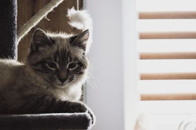 Close-up of cat looking away