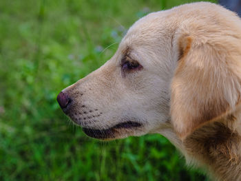 Close-up of dog looking away