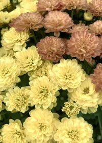 Full frame shot of flowers