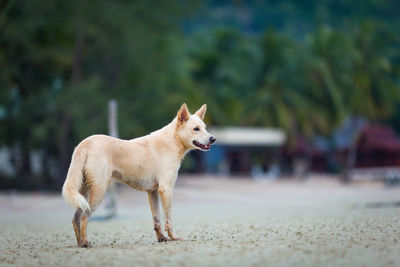 Dog looking away