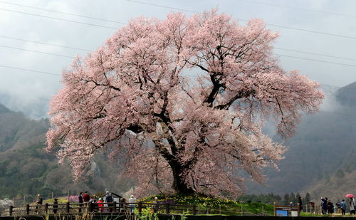 Low angle view of cherry tree against sky in foggy weather