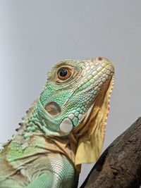 animal themes