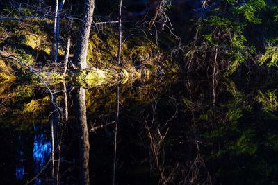 Trees by lake in forest at night