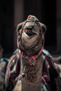 Close-up camel with chain