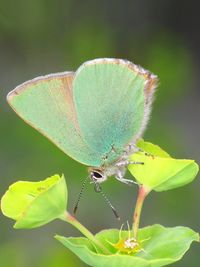 Close-up of butterfly pollinating flower