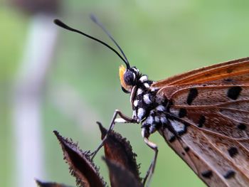 Close-up of butterfly pollinating flower