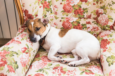 Dog resting on bed at home