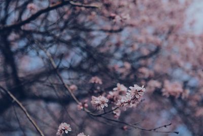 Close-up of flowers on branch