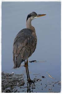 High angle view of gray heron perching on lake