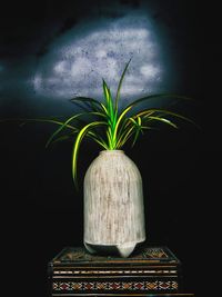 Close-up of potted plant against wall