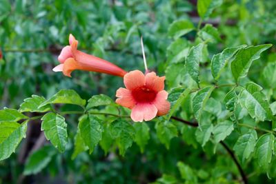 Close-up of pink hibiscus blooming outdoors