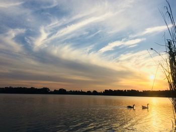Swan swimming in lake against sky during sunset