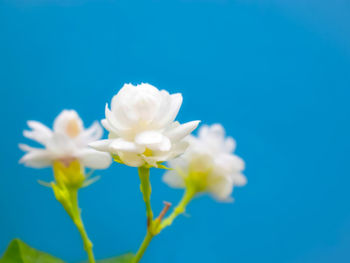 Low angle view of white flowering against blue sky