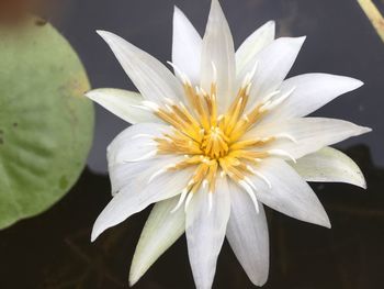 Close-up of white flower