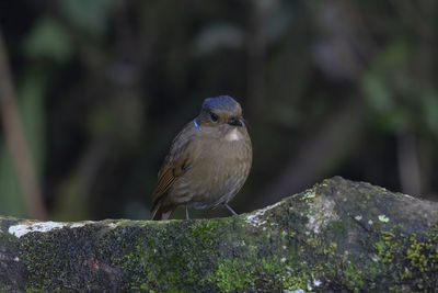 Close-up of bird perching on rock