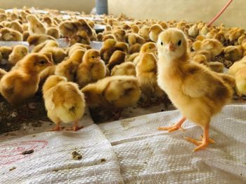 Close-up of a young birds