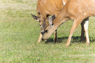 Horse grazing on grassy field