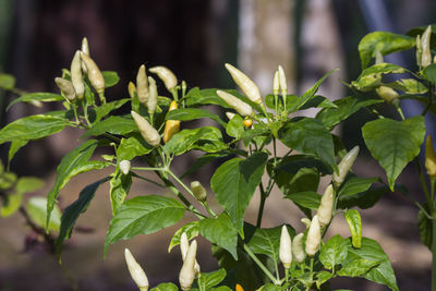 Close-up of fresh green leaves