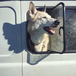 Dog sitting in car