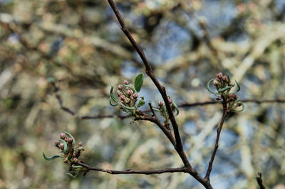 Close-up of flower buds on branch