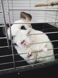 Close-up portrait of cat in cage