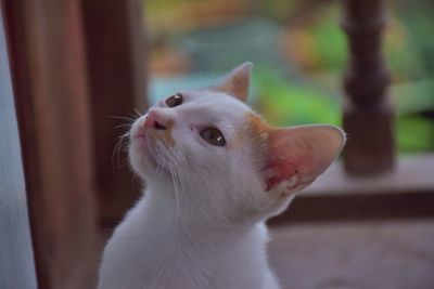 Close-up of a cat looking away