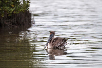 Floating female brown pelican pelecanus occidentalis at tigertail beach in marco island, florida