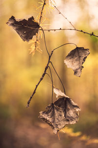 Close-up of dry leaf on twig