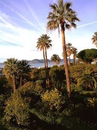 Palm trees against sky