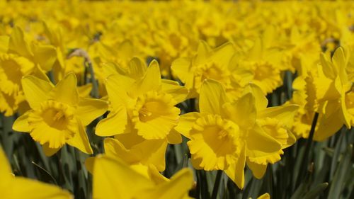 Close-up of yellow daffodil flowers