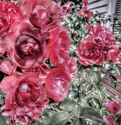 Close-up of pink rose blooming outdoors