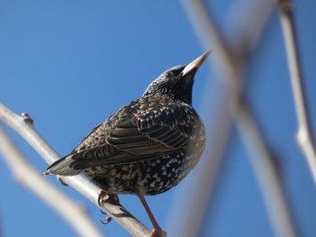 Close-up of bird perching on feeder