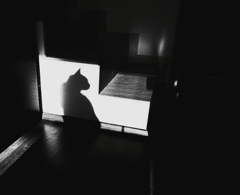 Cat looking away