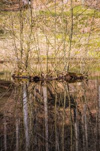 Scenic view of lake in forest