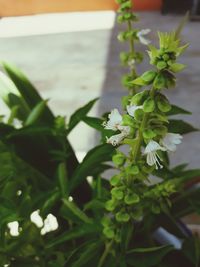 Close-up of plant