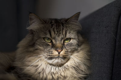 Close-up of a maine coon cat