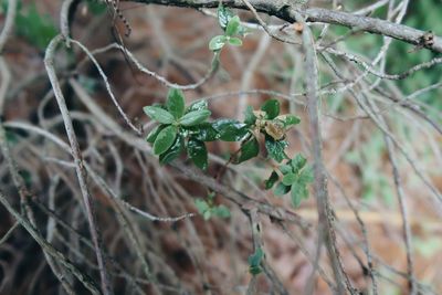 Close-up of fresh green plant