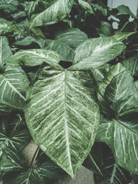 Full frame shot of leaves