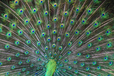 peacock