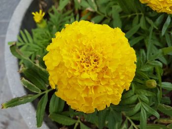 Close-up of yellow marigold blooming outdoors